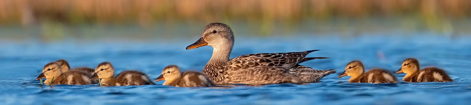 Duck Family