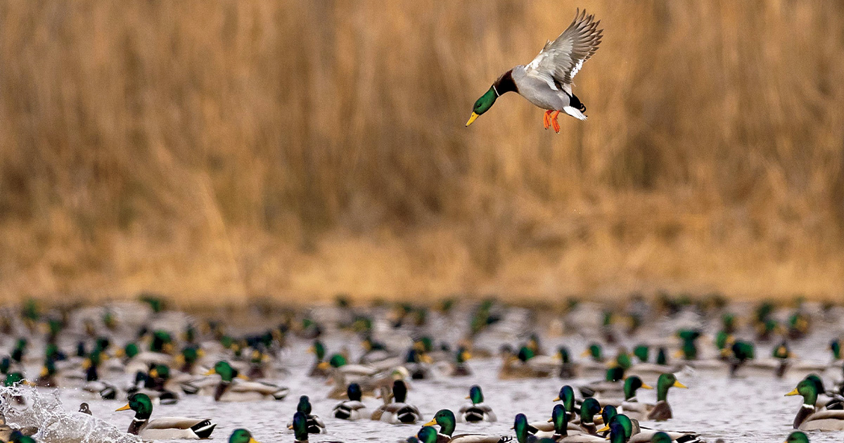 Mallards loafing in wetland with one drake coming in. Photo by Ed Wall Media