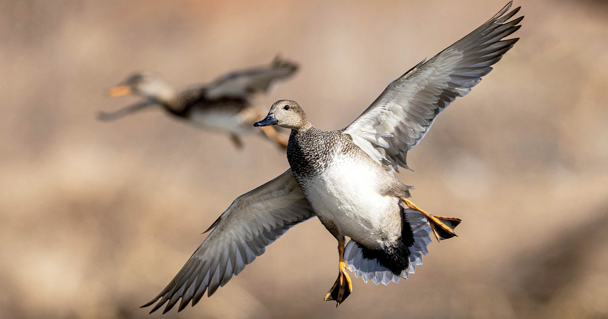 Gadwall flying. Photo by Garrett Derr