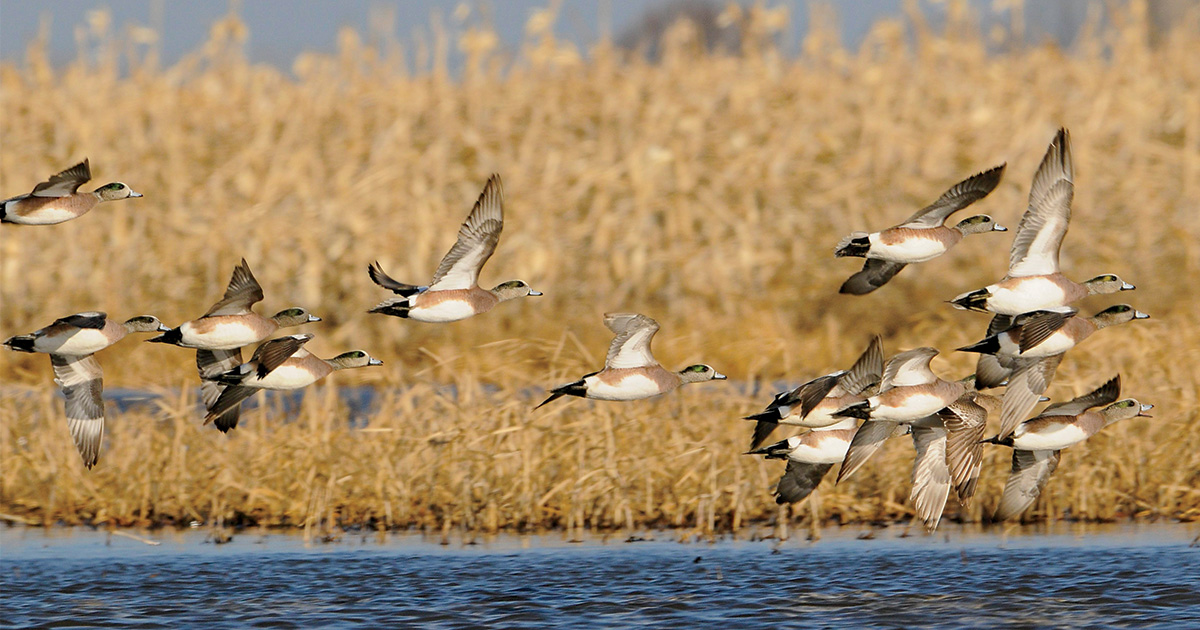 Flock of American wigeon flying over a wetland. Photo by Jim Thompson