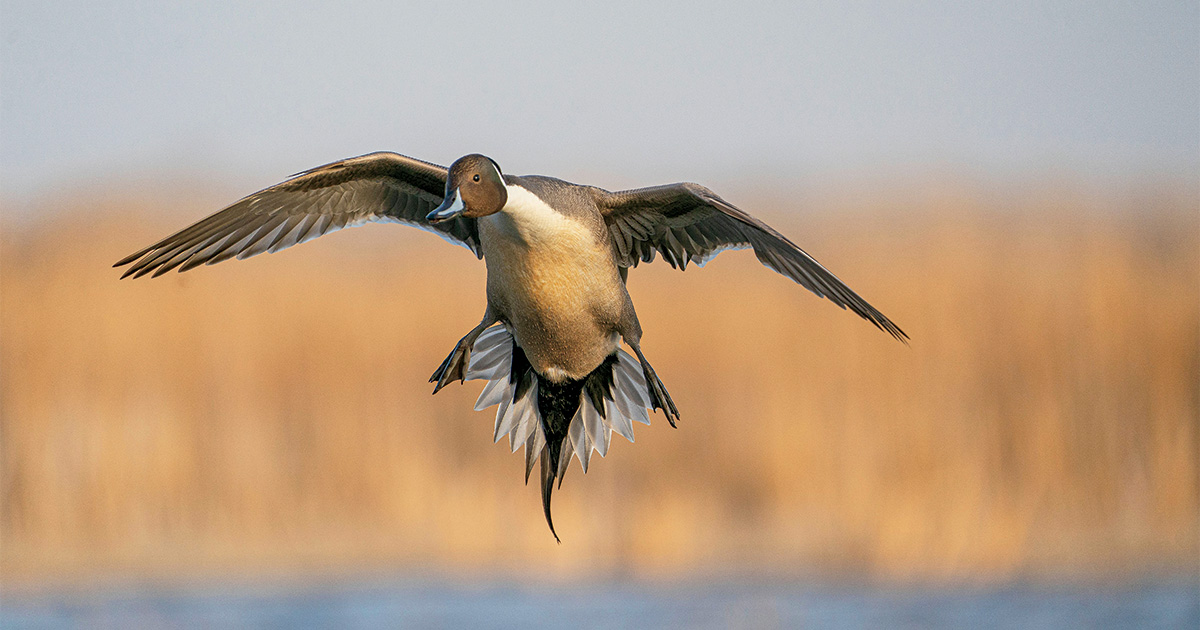 Northern pintail drake landing in wetland. Photo by Phil Kahnke/Banded.com