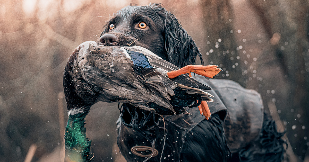 A Look Beyond Labs: Alternative Waterfowl Hunting Dog Breeds