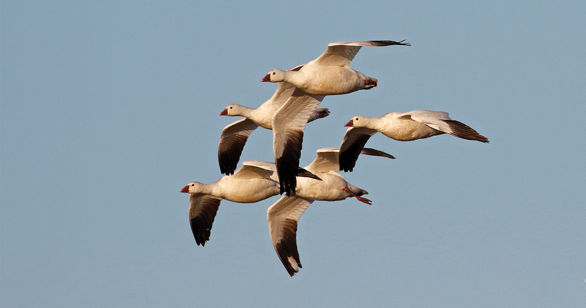 Migration Alert: Snowstorm Forces About-Face for Migrating Light Geese