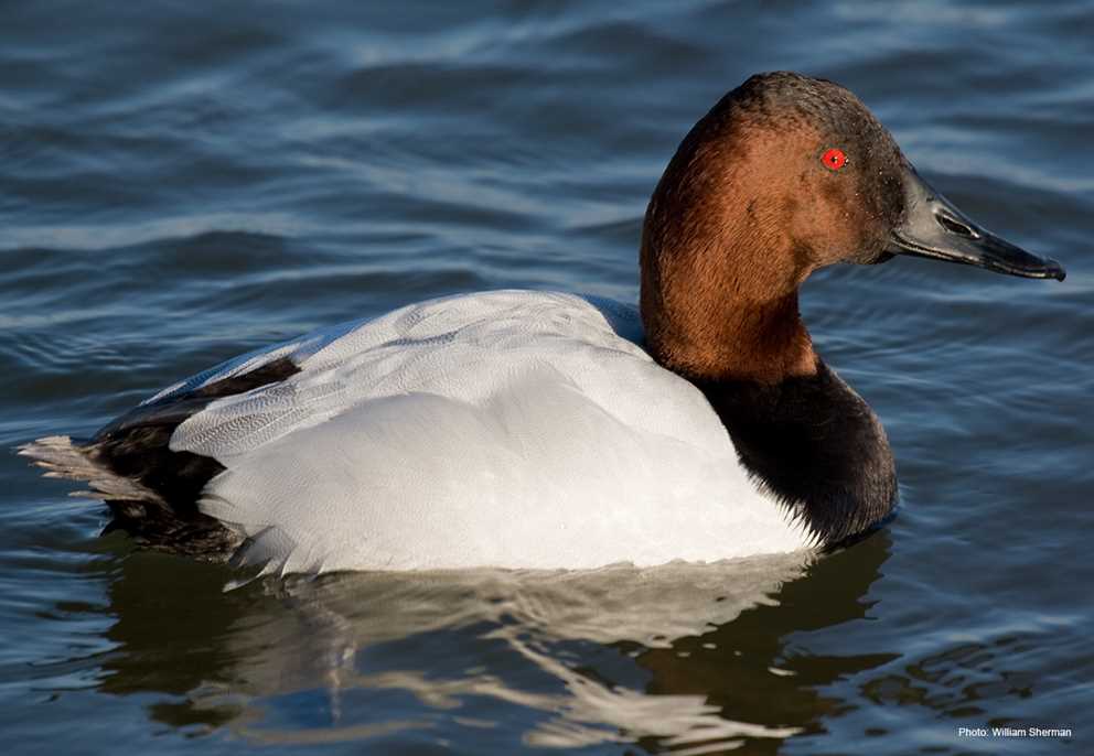View the Canvasback on Ducks Unlimited's Waterfowl ID