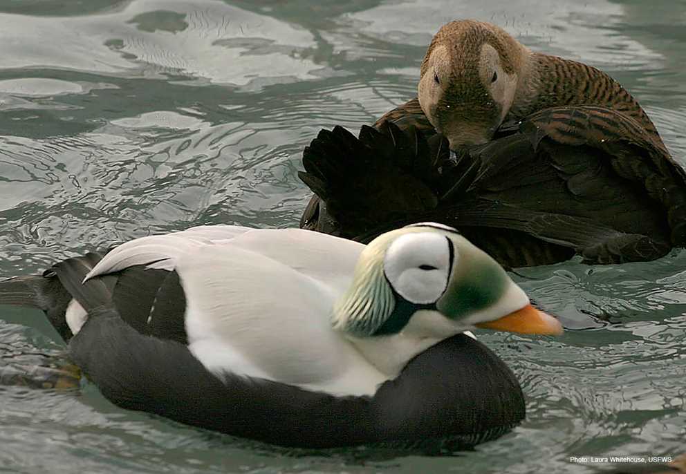 View the Spectacled Eider on Ducks Unlimited's Waterfowl ID