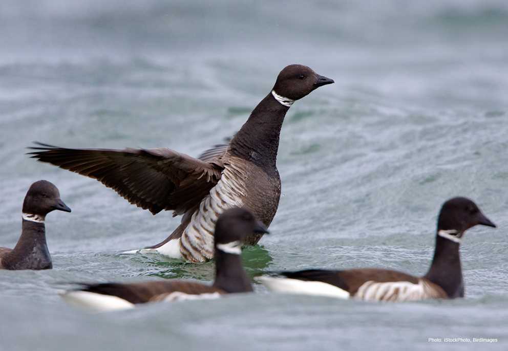 Brant flapping