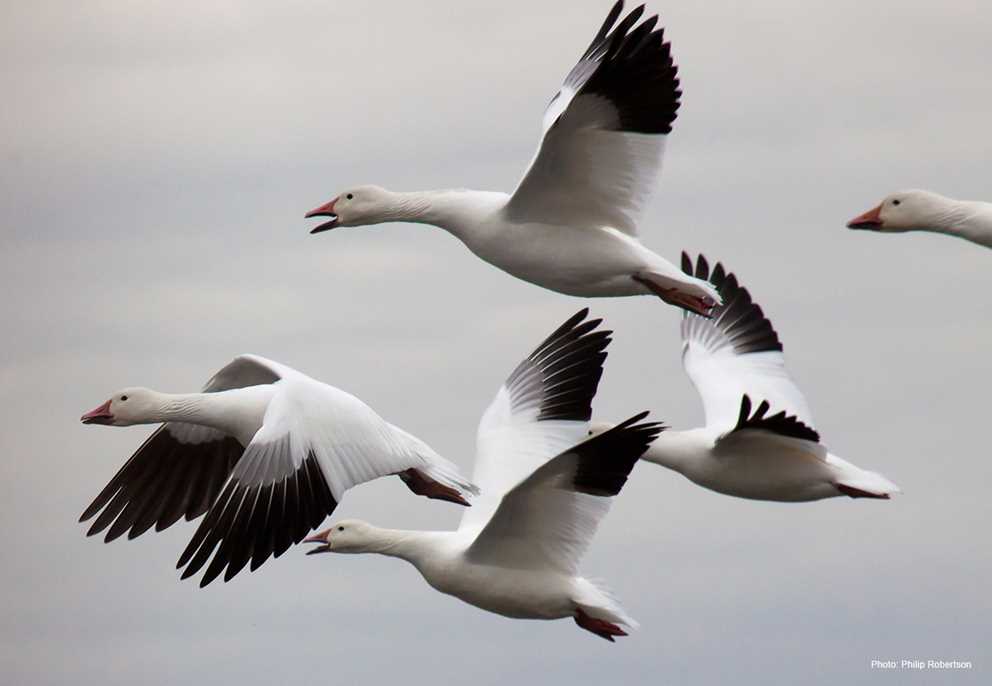 Snow goose flock taking off