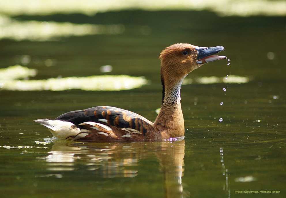 Swimming Fulvous Whistling-Duck