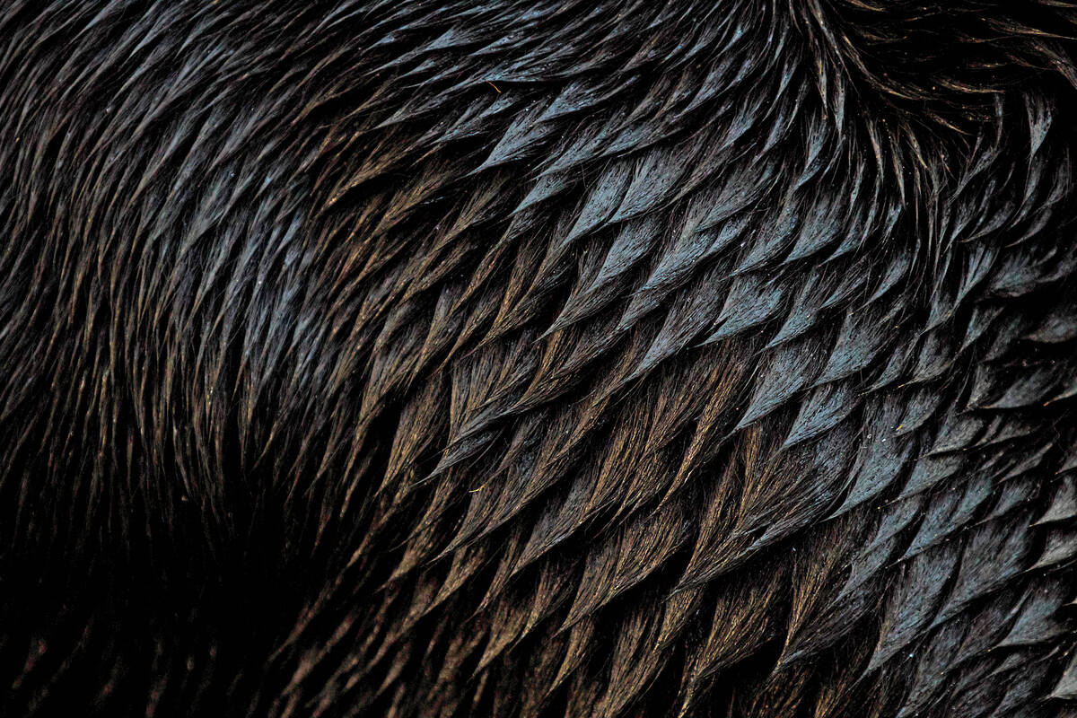 Up close image of the wet coat of a labrador retriever. Photo by Saydee Brass