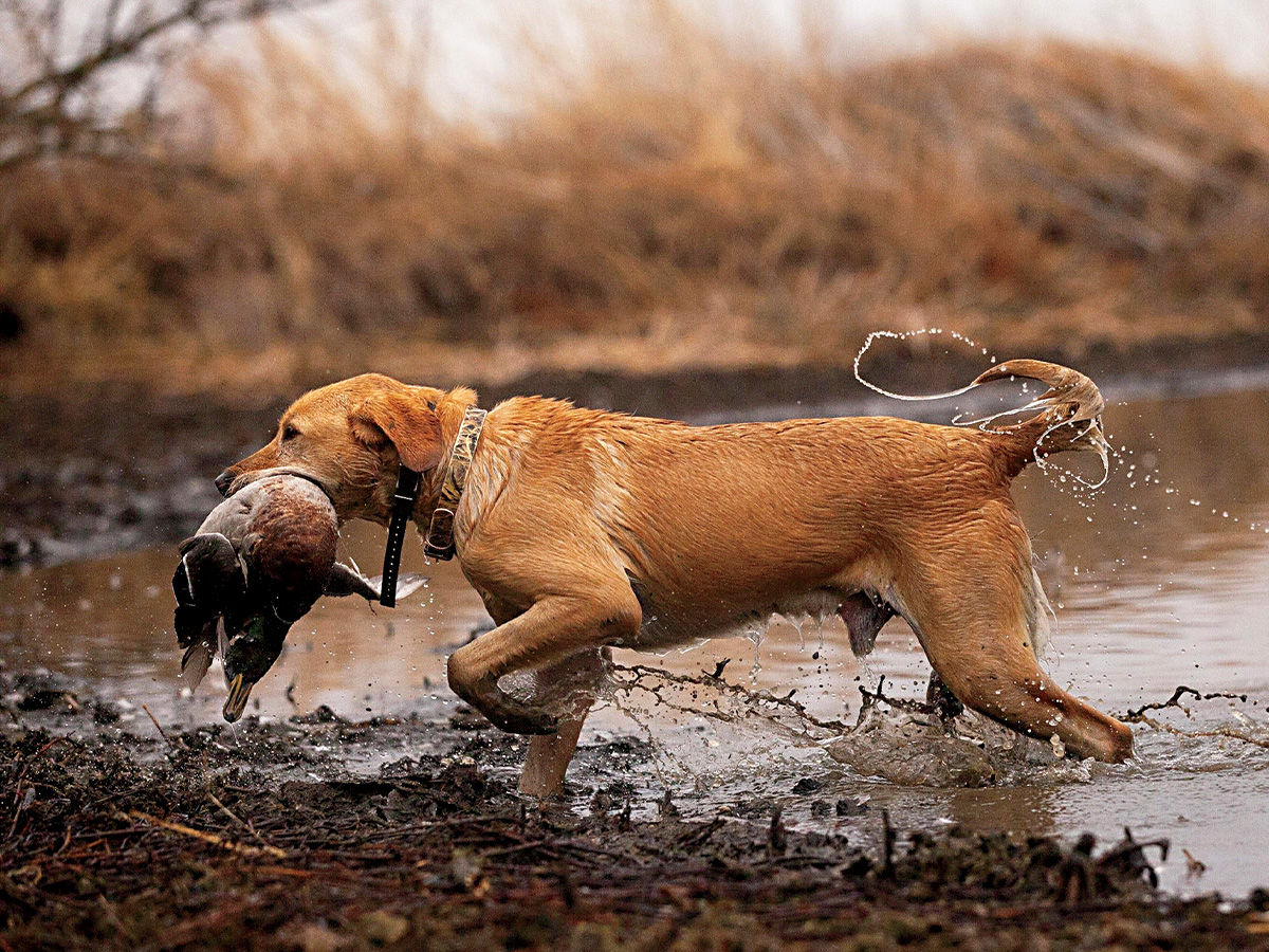 Labrador door retriever on a hunt. By Jack Rickabaugh