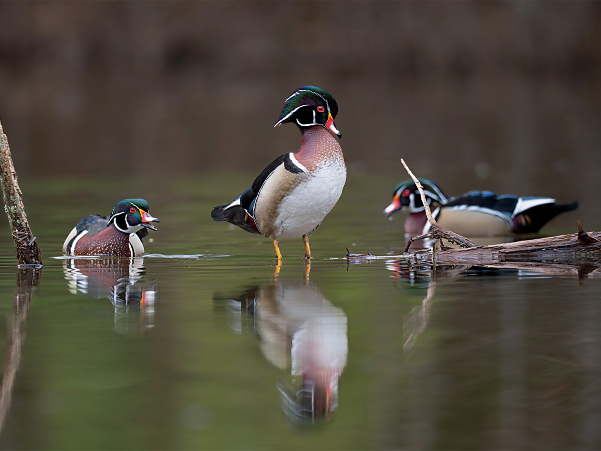 Wood ducks. By Trey Knight