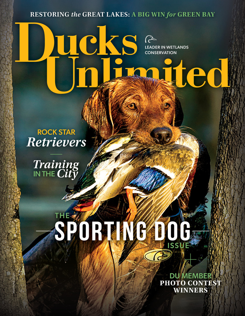 Ducks Unlimited magazine May/June 2024 Issue cover featuring a golden retriever.Cover_MJ24.jpg