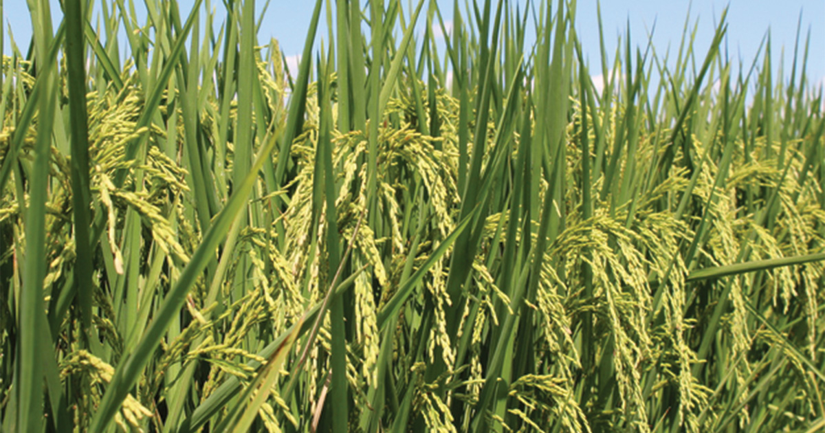Nutrien Supports USA Rice - Ducks Unlimited Rice Stewardship Partnership