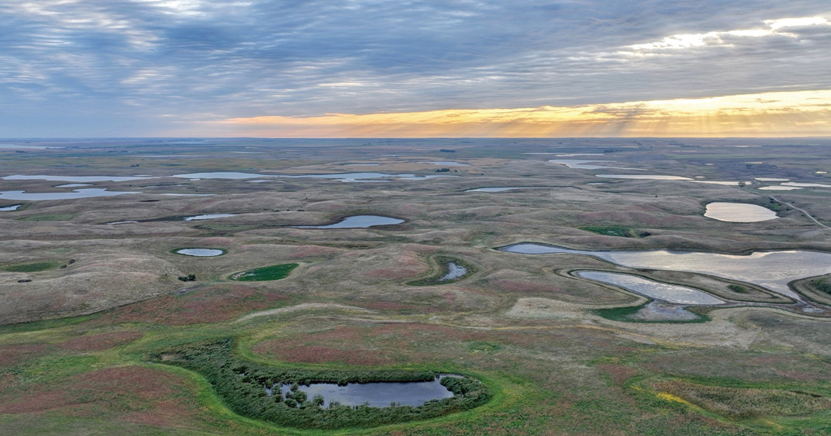 One Million Acres: Ducks Unlimited, Partners Surpass Wetlands Conservation Milestone
