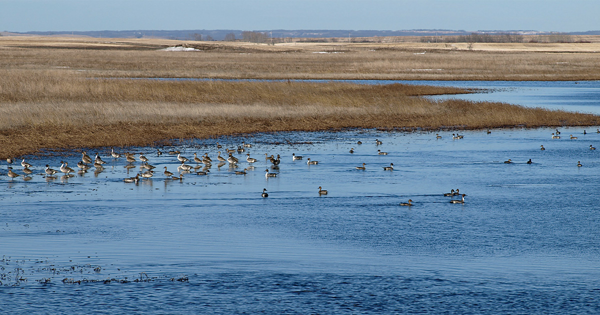 DU Canada_Prairie Canada.jpg