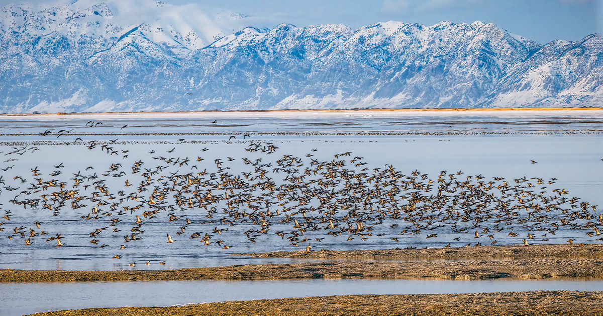 Migrating waterfowl in wetland. Photo by Erik A. Ruf.jpg