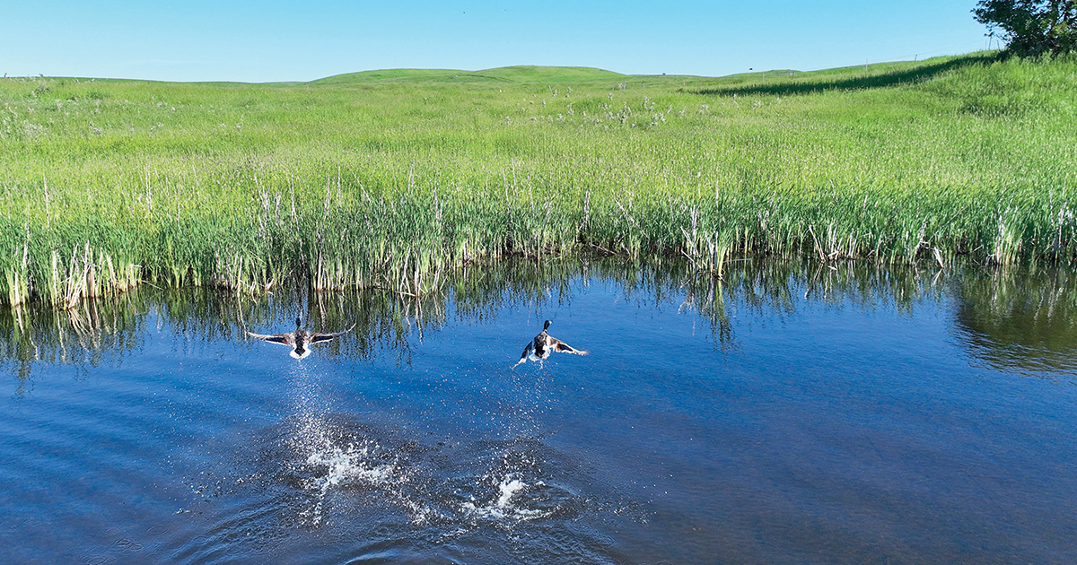 Mallards leaving prairie pothole. Photo by Ben Romans_Ducks Unlimited.jpg