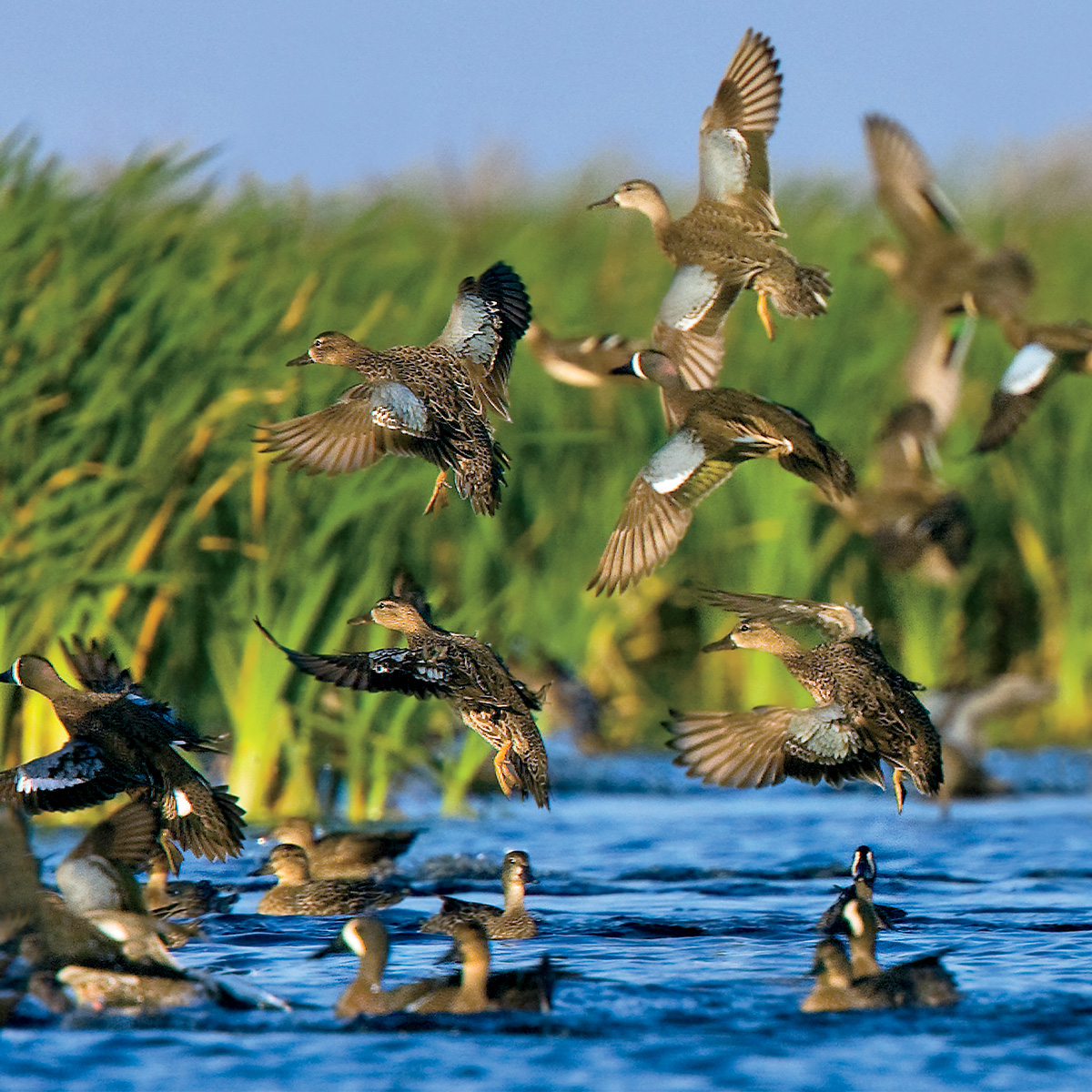 Flock of blue-winged teal. Photo by Charlie Hohorst Jr.jpg