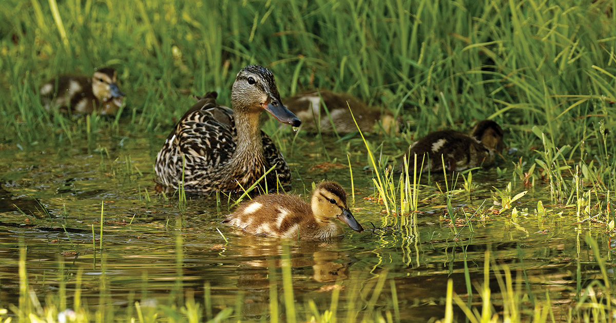Mallard brood. Photo by Michael Furtman.jpg