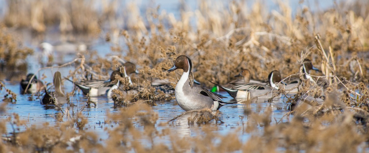 Waterfowl Production Area Sign