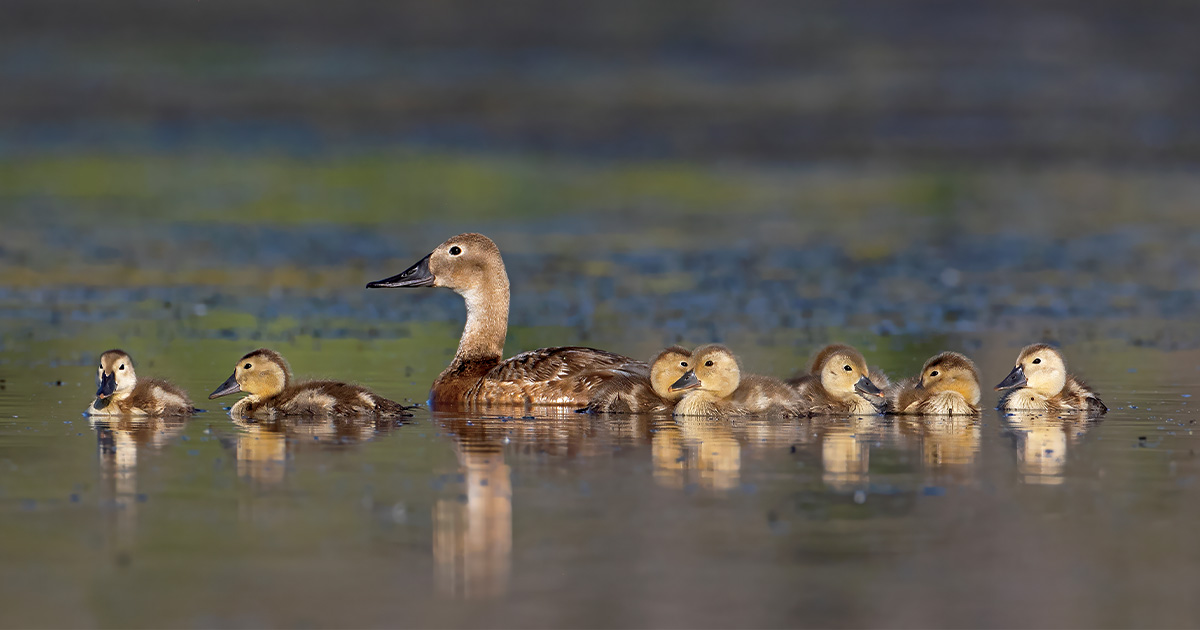 Canvasback brood. Photo by GaryKramer.net