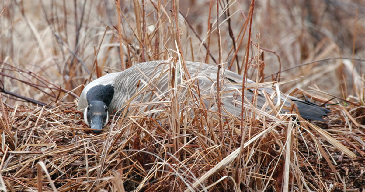 Canada goose on nest. Photo by Michael Furtman