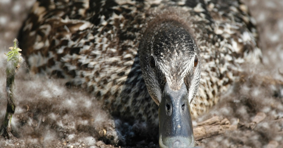 Mallard hen on nest. Photo by Michael Furtman