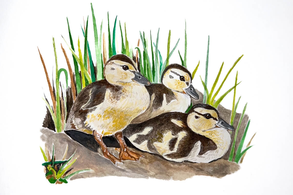 Mallard ducklings. Illustration by Katie Tucker, DU