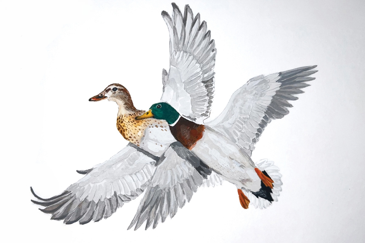 Mallard pair in spring. Illustration by Katie Tucker, DU