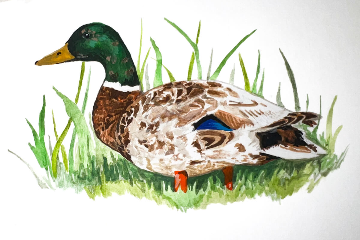 Molting mallard. Illustration by Katie Tucker, DU