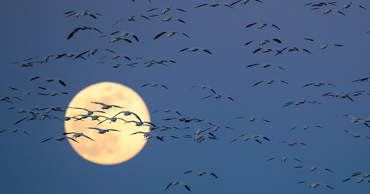 Snow geese flying at night during a full moon,. Photo by DonaldMJones.com.jpg