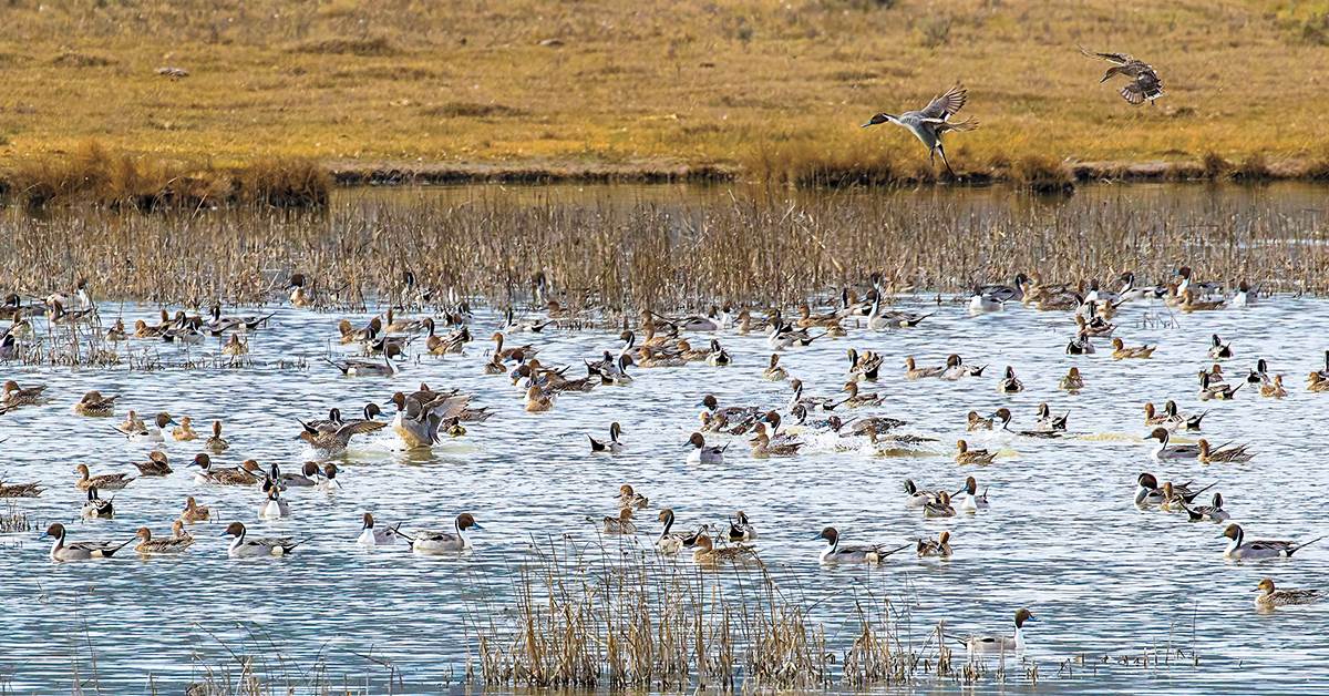 Northern pintails. Photo by chuckandgracebartlett.com
