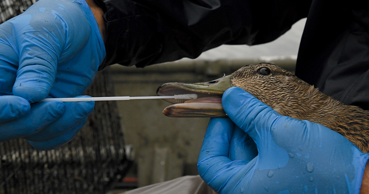 Biologist testing waterfowl with a mouth swab. Photo by USDA WS_Kelsey Weir.jpg