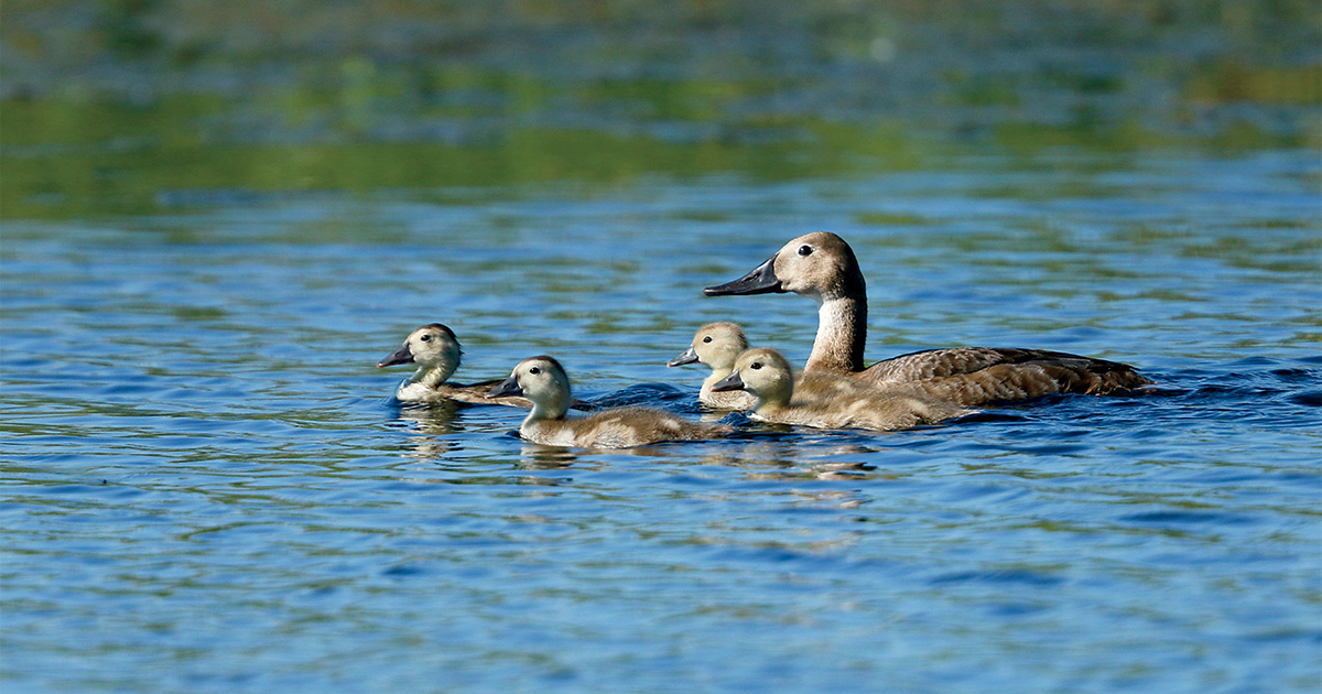 Mixed brood of canvasback and redhead ducklings, Photo by Michael Furtman.jpg