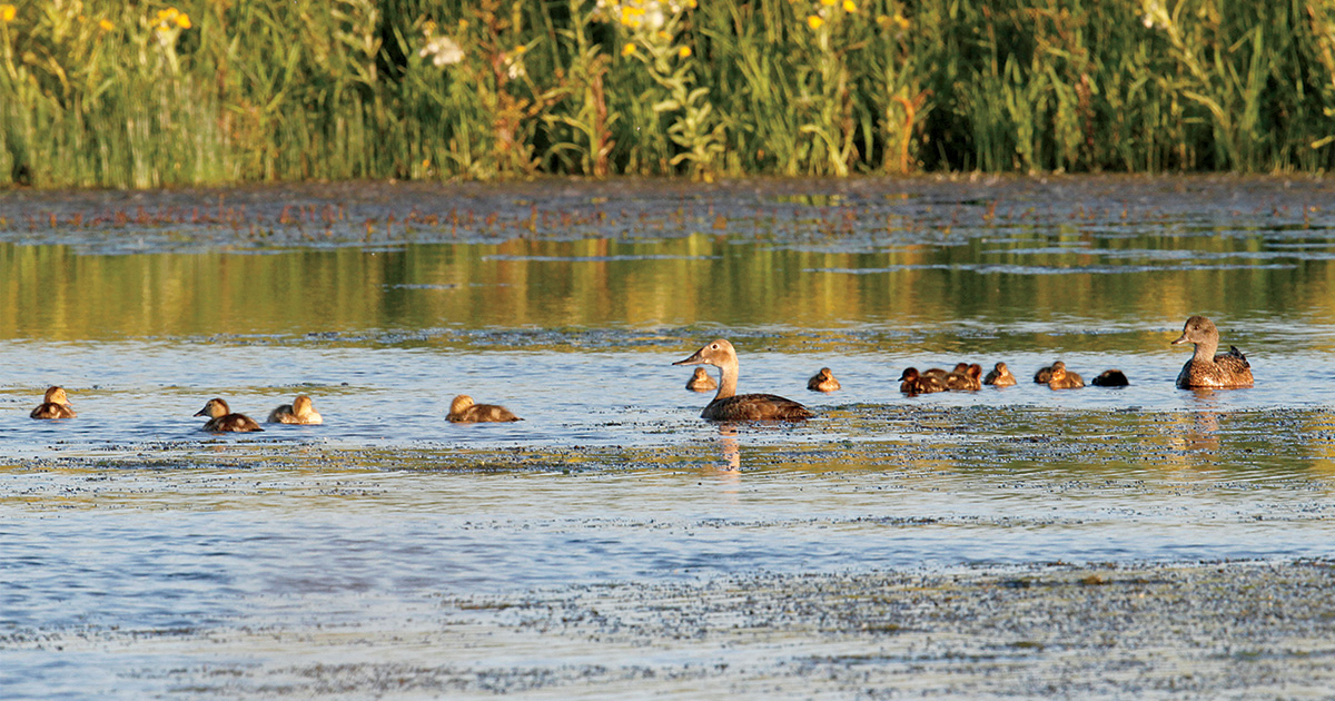 Ducks in prairie pothole. Photo by MichaelFurtman.com.jpg