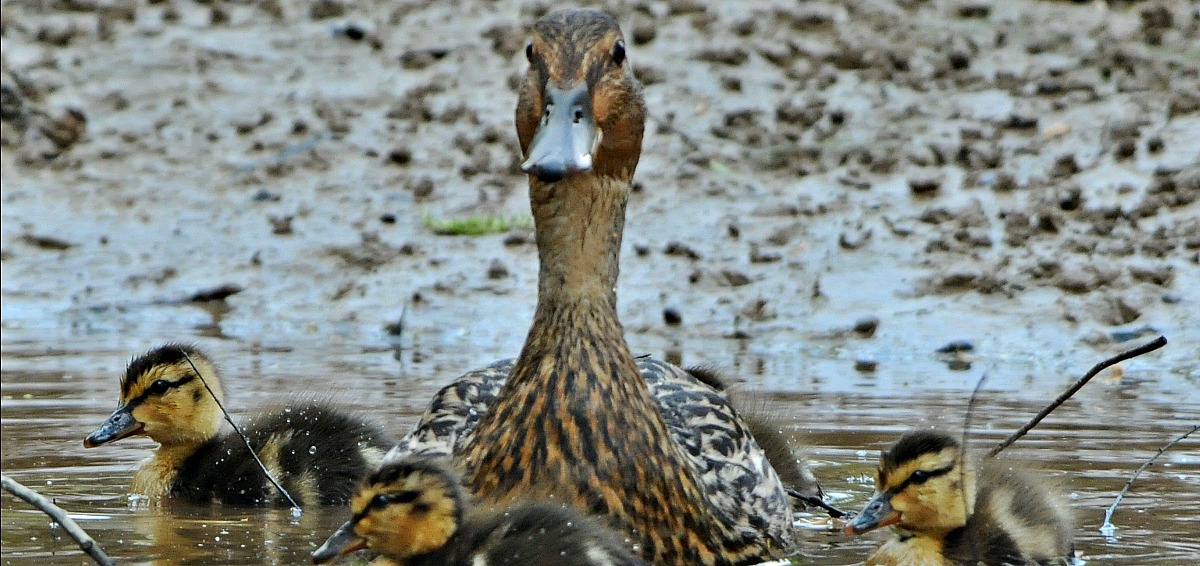 Checkett4.21.10 brood2.jpg