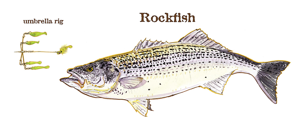 CB_Rockfish.jpg