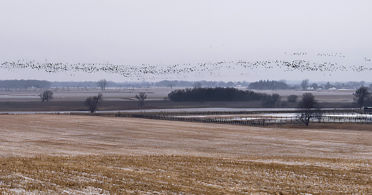 Flock of geese. Photo by Nicole Belke