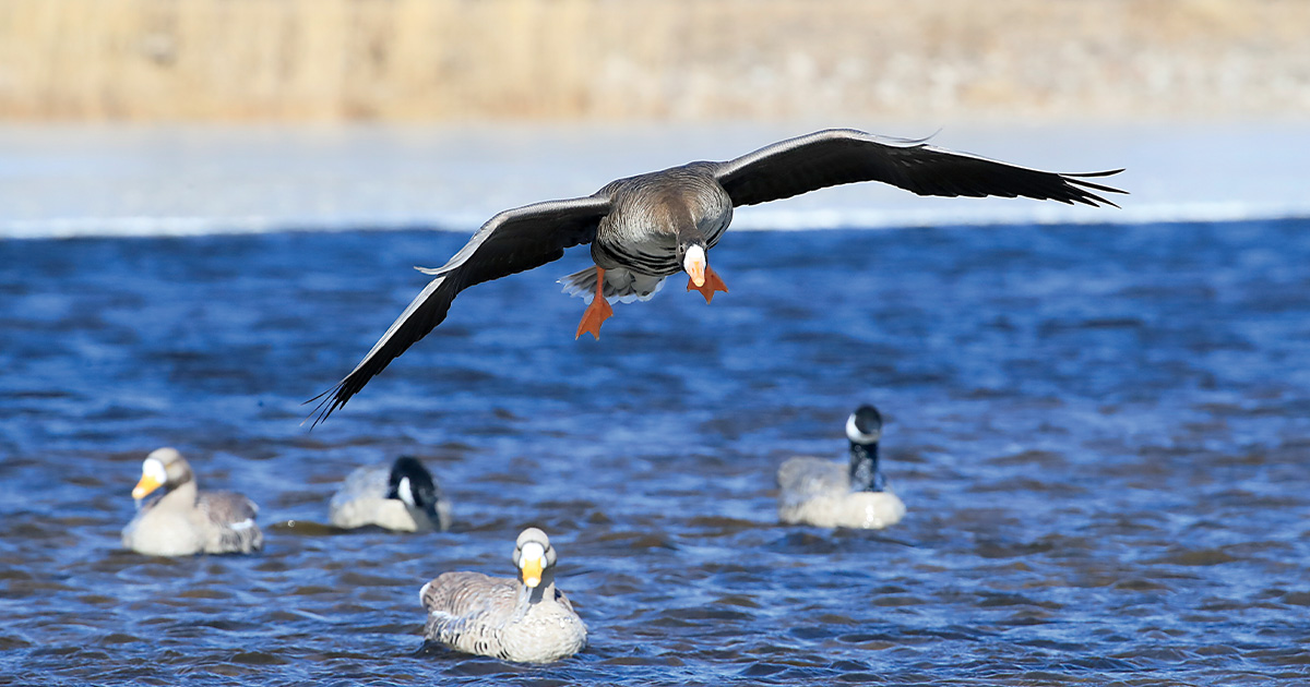 White-fronted goose over decoys. Photo by dougsteinkephotos.com