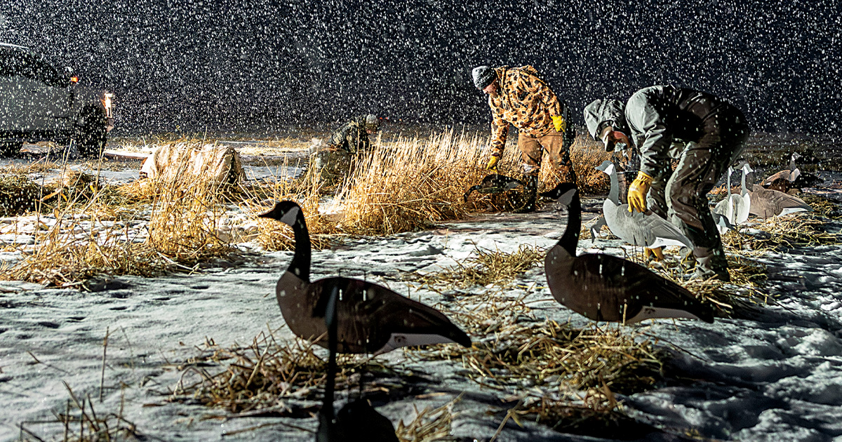 Hunters setting out goose decoys in a field. Photo by Mike Clingan/Montana Outdoor Imagery