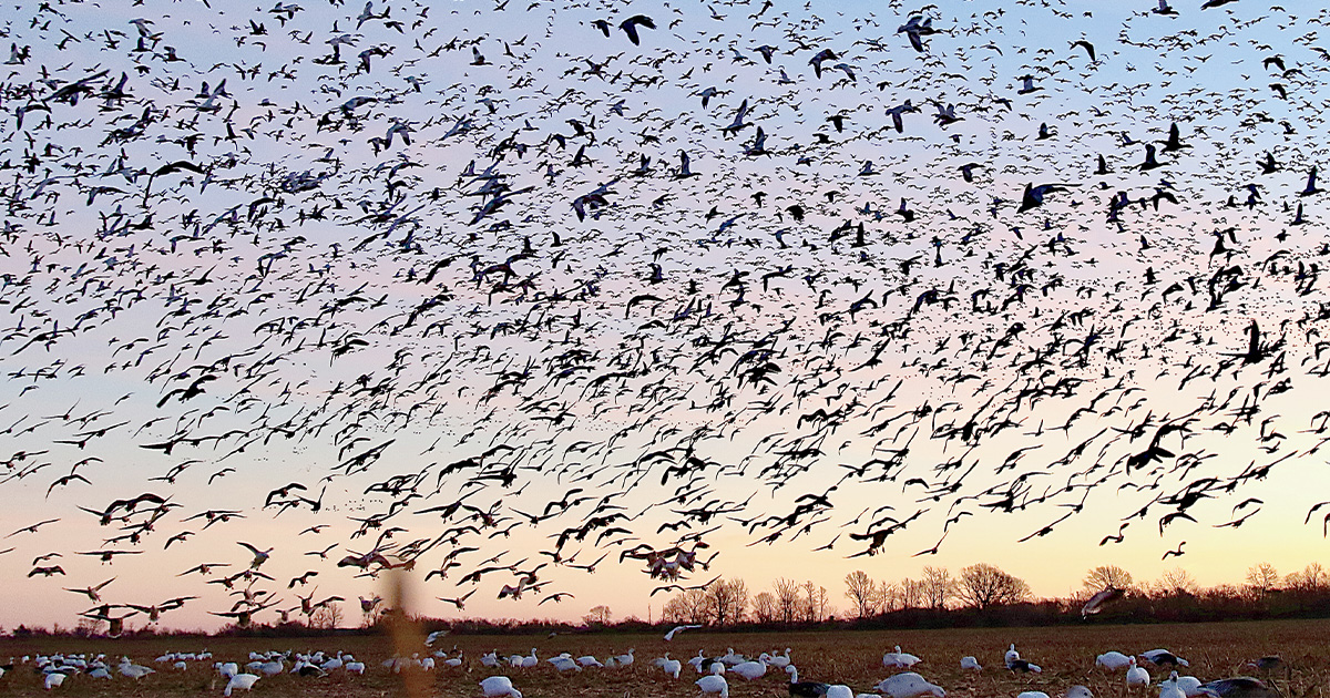 Flock of light geese over decoys. Photo by Tony Vandemore/Habitat Flats