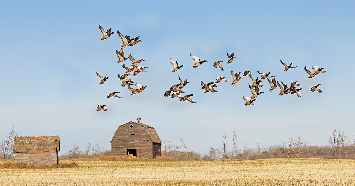 Flock of waterfowl. Photo by GaryKramer.net