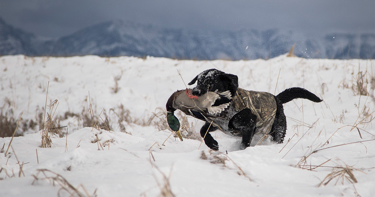 Retriever with harvested mallard. Photo by Ducks Unlimited