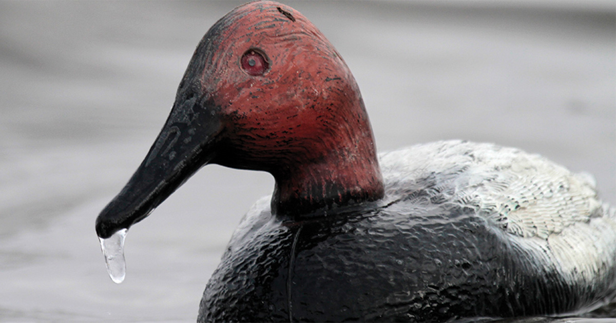 Frozen canvasback decoy. Photo by Michael Furtman