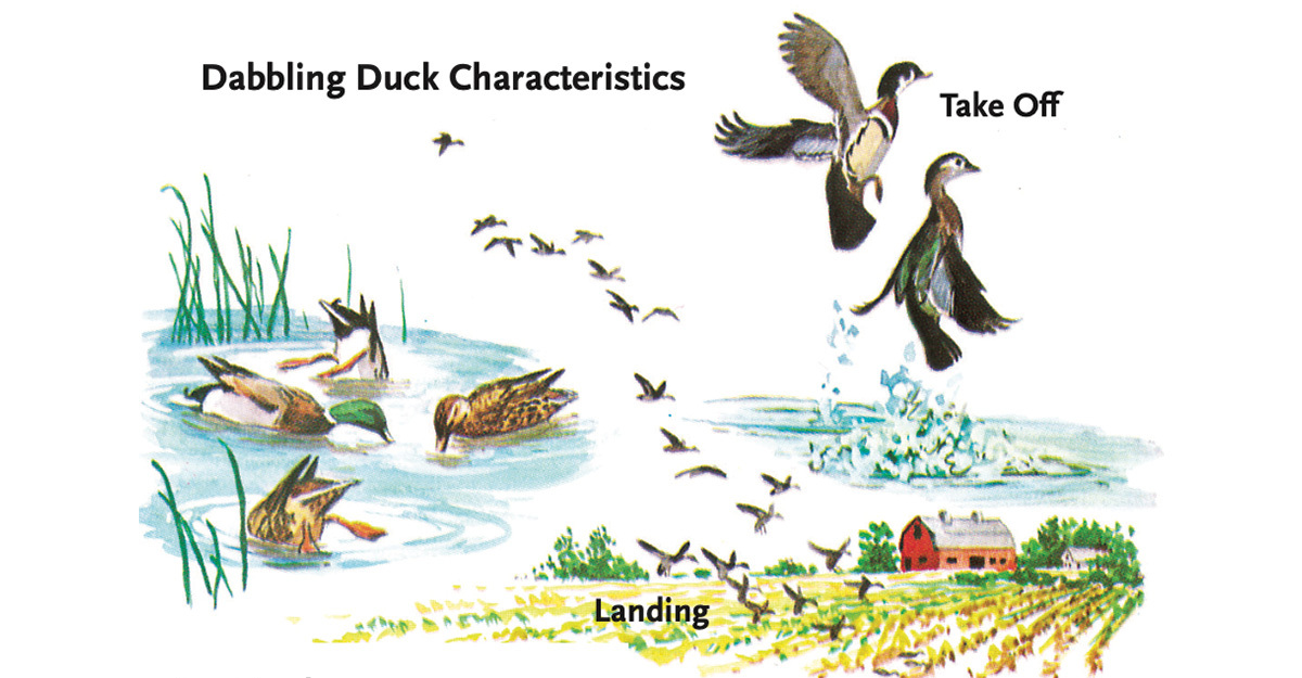 Dabbling Ducks Illustrations.jpg