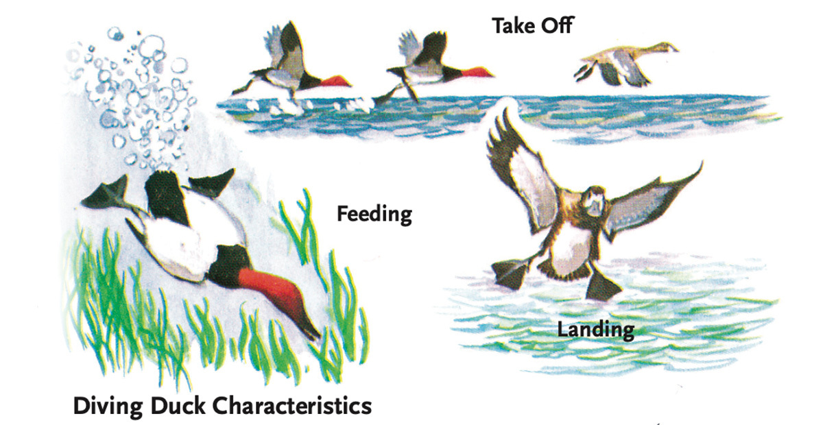 Diving Duck Illustrations.jpg