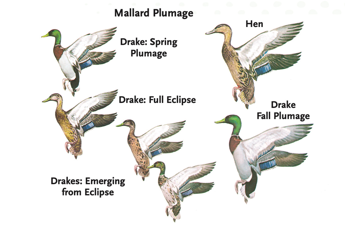 Mallard Waterfowl ID .jpg