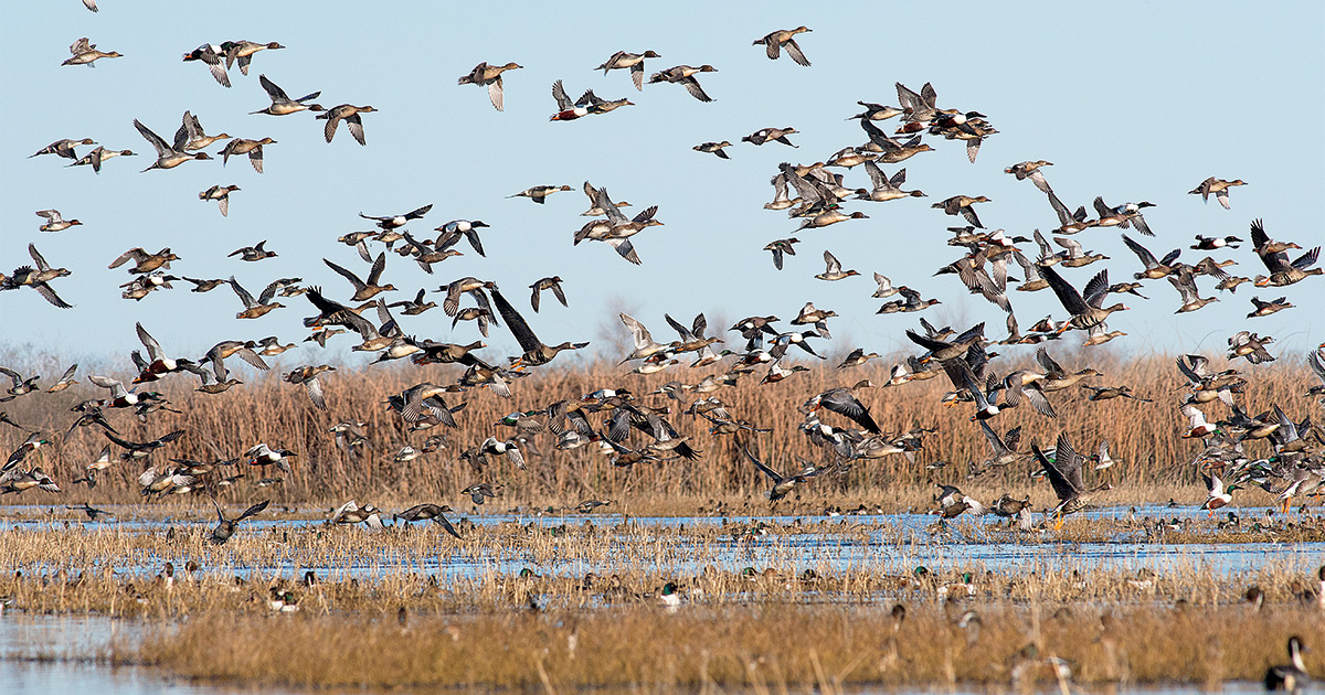 Flock of waterfowl. Photo by Sharp-EyeImages.com.jpg
