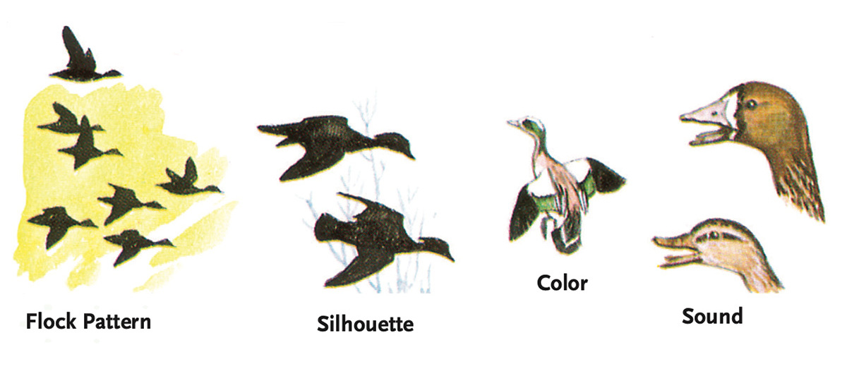 Waterfowl ID illustrations.jpg