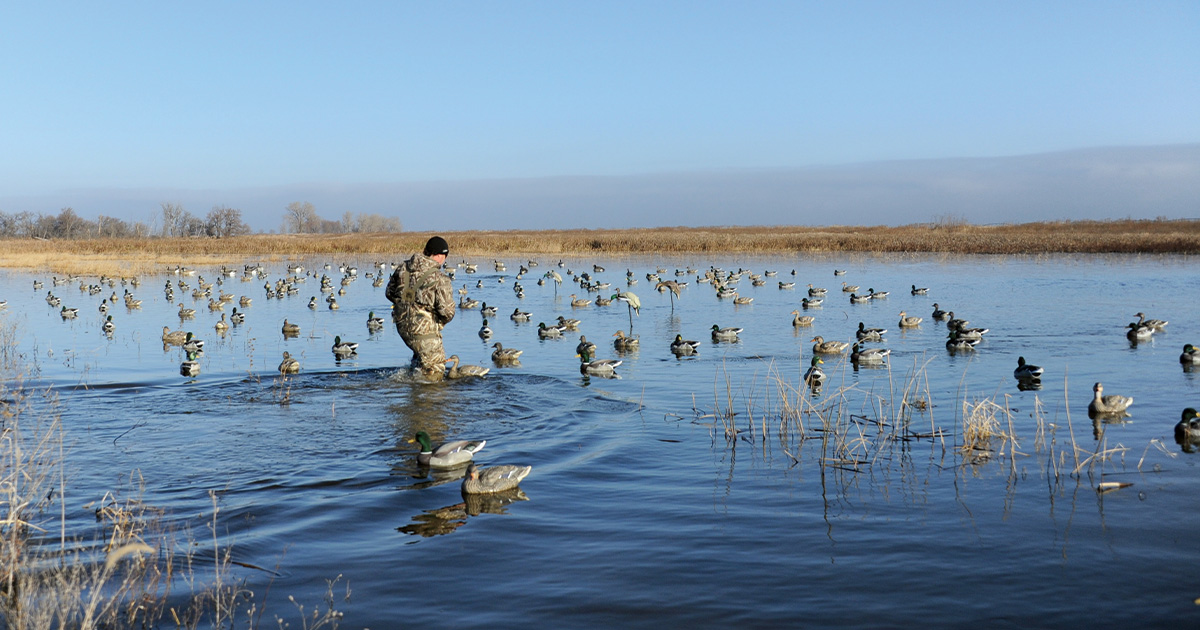 Duck hunter placing decoys. Photo by Jim Thompson